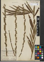 Foto von Salix purpurea L. x Salix viminalis L.